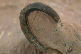 Curled Reedops Trilobite Fossil - Lghaft, Morocco #312367-5